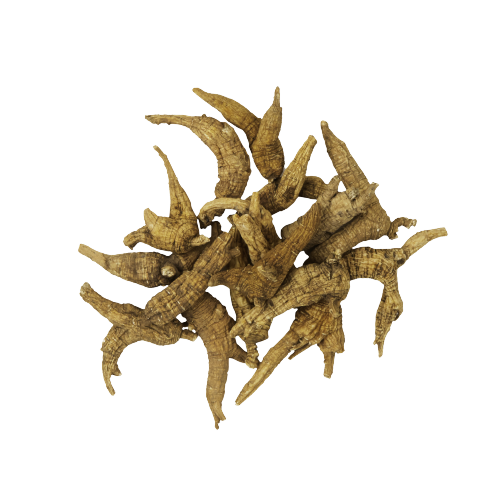American Ginseng (P3)| 美国野山泡参 (P3)